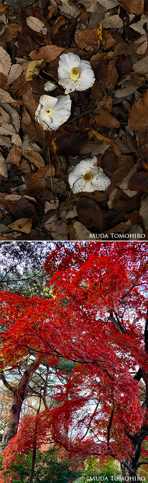 白い椿と赤い楓