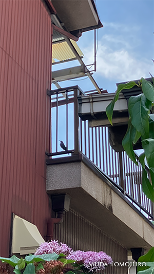 ベランダの鳥