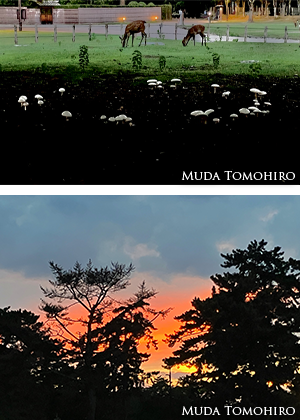 「魔法陣」それとも「ストーンサークル」?