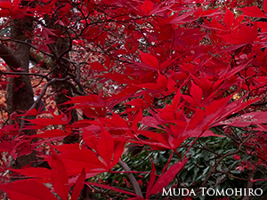 朝日の中の紅葉